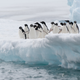 Illustration for article titled An Iceberg Collision Is Responsible For The Near Destruction Of A Penguin Colony